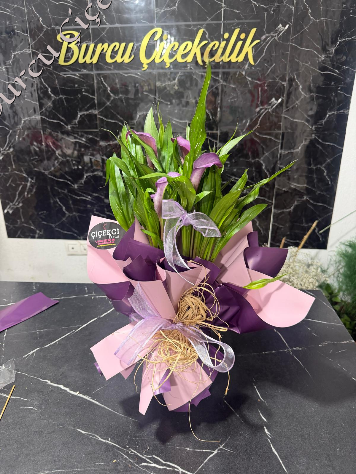 MOR GALA ÇİÇEĞİ